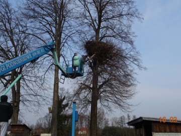 Bociany z terenu LGD – „Gniazdo” i LGD – „Kraina Rawki” mają odnowione gniazda, 