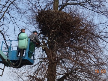 Bociany z terenu LGD – „Gniazdo” i LGD – „Kraina Rawki” mają odnowione gniazda, 