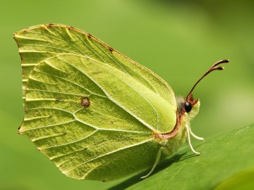 Listkowiec cytrynek