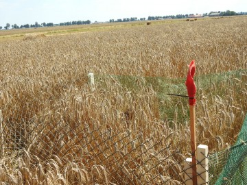 Czynna ochrona błotniaków łąkowych, <p>ogrodzone gniazdo z młodymi błotniakami</p>