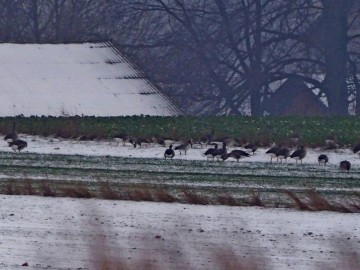 Monitoring Zimujących Ptaków Wodnych na Zbiorniku Sulejowskim – 2024, <p>bernikla białolica w stadzie gęsi na okolicznych polach.</p>