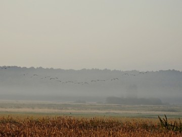 Monitoring Błot Brudzewickich - 2021, <p>Żurawie</p>