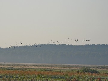 Monitoring Błot Brudzewickich - 2021, <p>Cyraneczki nad łąkami.</p>