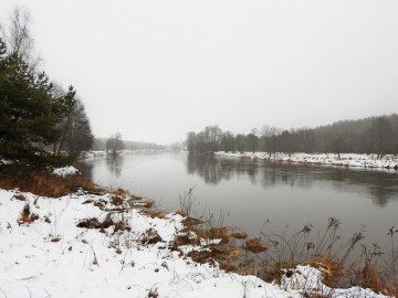 Monitoring Zimujących Ptaków Wodnych na Pilicy – 2023, 