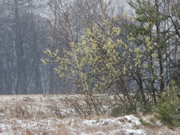 Ptasie przedwiośnie w Spalskim Parku Krajobrazowym, 