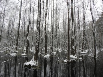 Ptasie przedwiośnie w Spalskim Parku Krajobrazowym, <p>rez. Żądłowice</p>