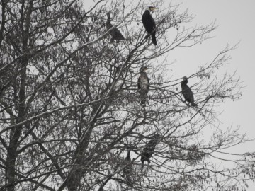 Zimowe liczenia ptaków wodnych - 2018, <p>Kormoran czarny. Fot. Szymon Kielan.</p>