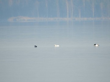 Samiec bielaczka i gągoły, Sulejowski PK, Szymon Kielan