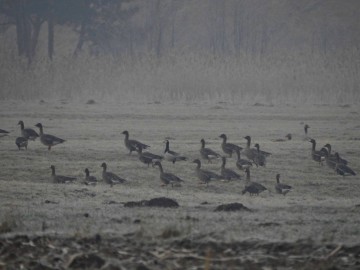 Pierwsze stwierdzenie bernikli białolicej w Spalskim Parku Krajobrazowym, 