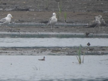 Pierwsze stwierdzenie płatkonoga płaskodziobego na zbiorniku Sulejowskim, <p>Płatkonóg płaskodzioby na pierwszym planie.</p>