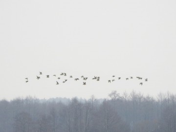 Przedwiośnie w Spalskim PK, <p>Siewki złote. Fot. Szymon Kielan</p>