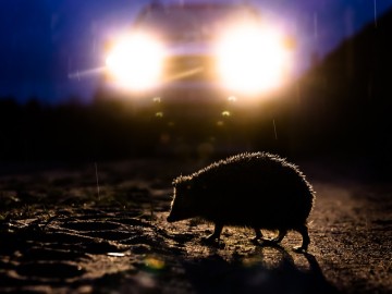 Współpraca służby Przedborskiego Parku Krajobrazowego z Państwową Strażą Łowiecką i Rybacką., 