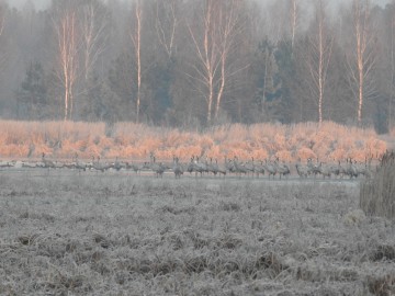 Ptakoliczenie w Sulejowskim PK 2020, <p>Żurawie.</p>