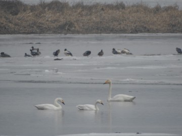 łabędzie czarnodziobe i łabędź krzykliwy, 