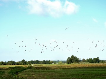 Sejmik bocianów, 