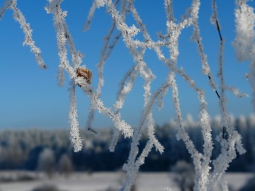 Krajobrazy Przedborskiego PK szronem malowane., 