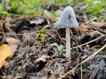 Czernidłak srokaty (Coprinopsis lagopus) nieczęsty gatunek występujący na ściółce leśnej, resztkach drewna, poboczach dróg w lasach liściastych, <p>fot. Sebastian Piskorski</p>