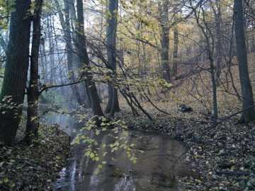 rez. Struga Dobieszkowska, K. Krakowska, OT PKWŁ