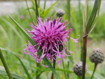 Chaber driakiewnik (Centaurea scabiosa), <p>fot. Sebastian Piskorski</p>