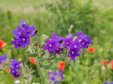 Farbownik lekarski (Anchusa officinalis), <p>fot. Sebastian Piskorski</p>