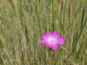 Kąkol polny (Agrostemma githago), <p>fot. Sebastian Piskorski</p>