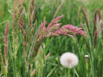 Kłosówka wełnista (Holcus lanatus), <p>fot. Sebastian Piskorski</p>