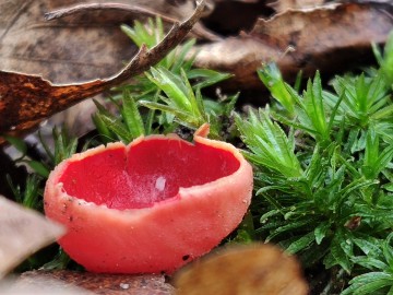 Czarka austriacka (Sarcoscypha austriaca), <p>Sebastian Piskorski</p>