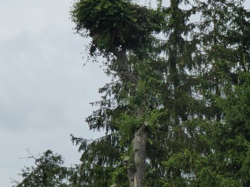 Wyniki VIII Międzynarodowego Spisu Bociana Białego – gmina Wierzchlas oraz gmina Pątnów, <p>K. Kierniakiewicz</p>