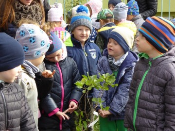 Dzień Drzewa w Przedszkolu nr 6, 