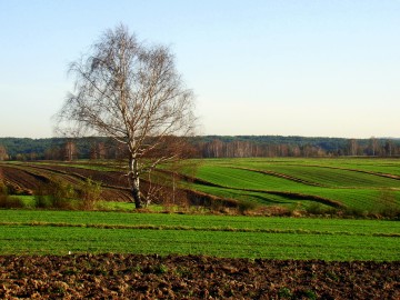 Krajobraz ZPK pod Mierzycami