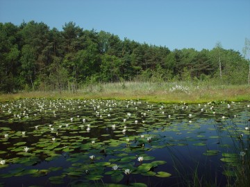 Rezerwat Korzeń