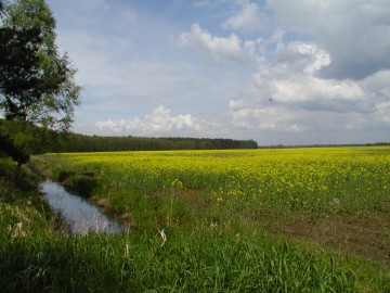 Krajobraz PKMWiW, PK Międzyrzecza Warty i Widawki, W. Pogorzelska, OT SPK