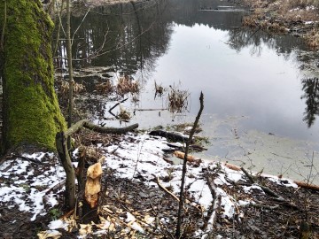 Mokradła, rzeki i strumyki w ZPK, 