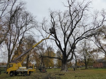 Pielęgnacja jesionu wyniosłego w Strońsku, K. Kierniakiewicz