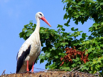 Bocian biały