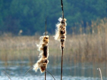 Pałka szerokolistna